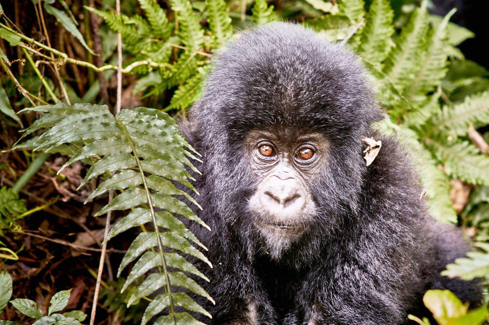 Image of the Wavee Global Congo - Brazzaville eSIM
