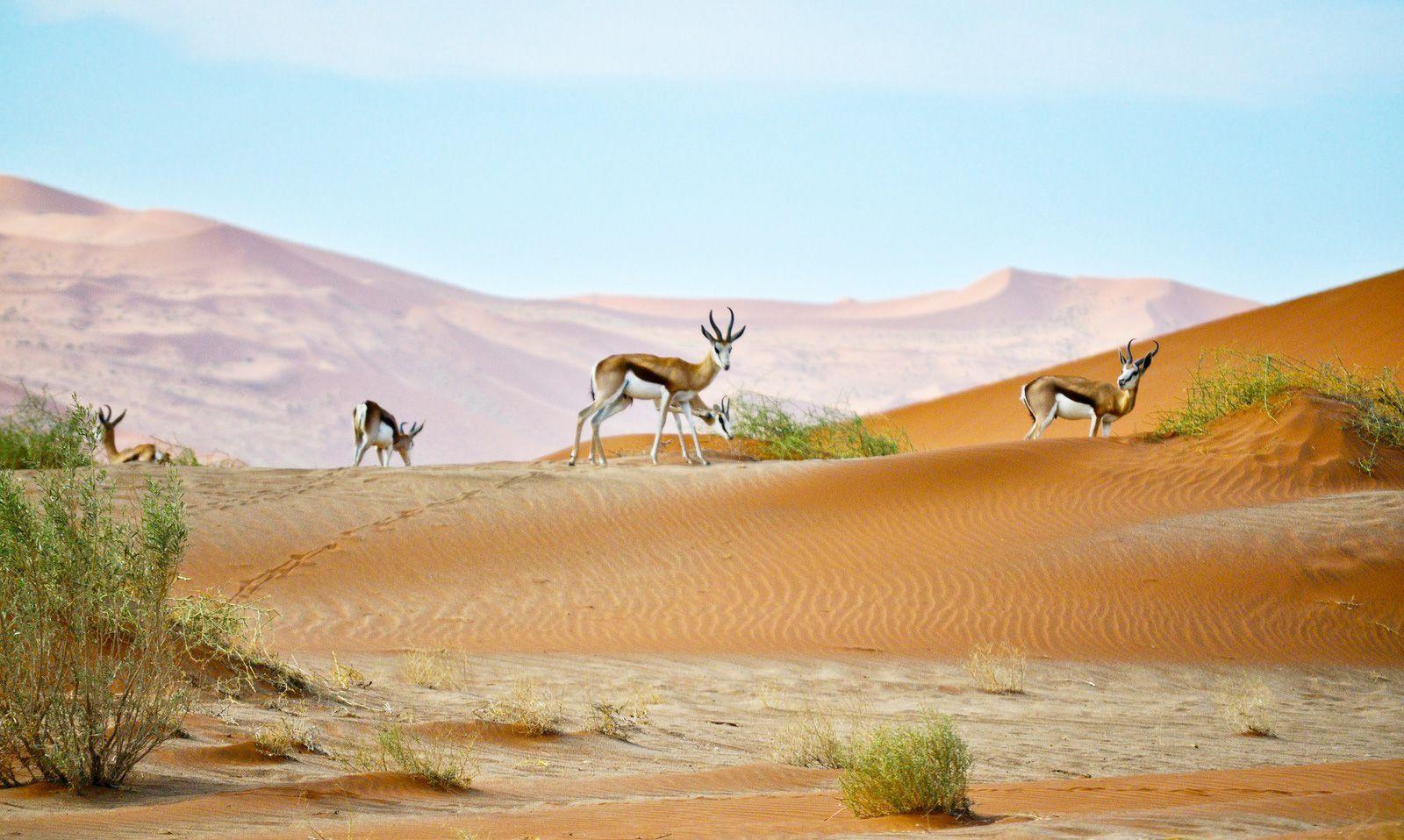 Image of the Wavee Global Namibia eSIM