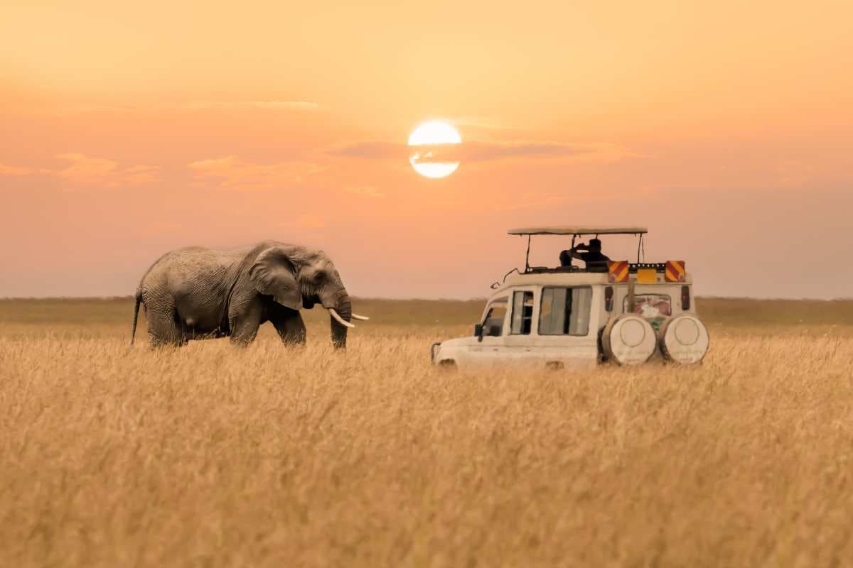 Imagen del eSIM Africa Safari de Wavee Global