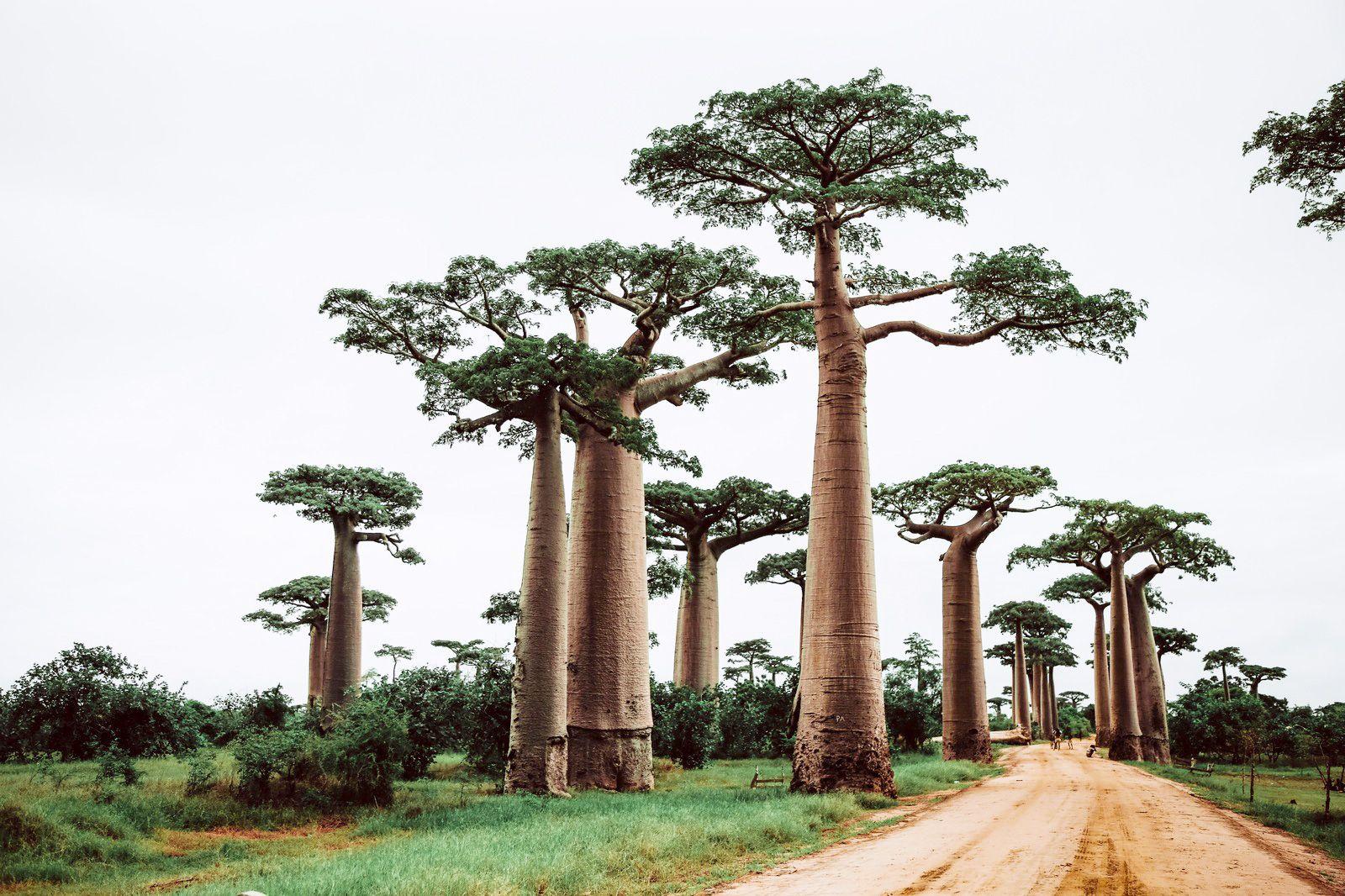 Image of the Wavee Global Madagascar eSIM